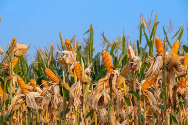 Żółte Suche Dojrzałe Ucho Kukurydzy Łodydze Plantacji Rolnej Gotowe Zbioru — Zdjęcie stockowe
