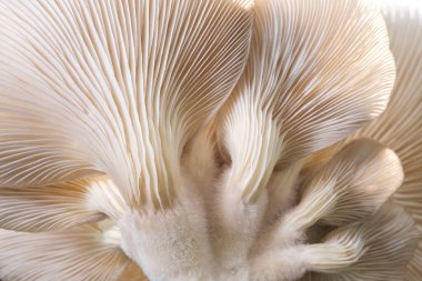 makro Sajor-caju mantar bitkileri. Fikir tasarımı desen konseptini kullanarak doğal ya da duvar kağıdı, doğada güzel, soyut doğa arkaplanı