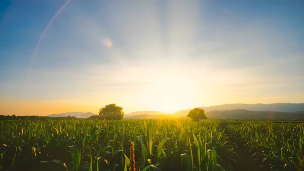 Milho Culturas Milho Plantação Agrícola Noite Com Pôr Sol Planta — Fotografia de Stock