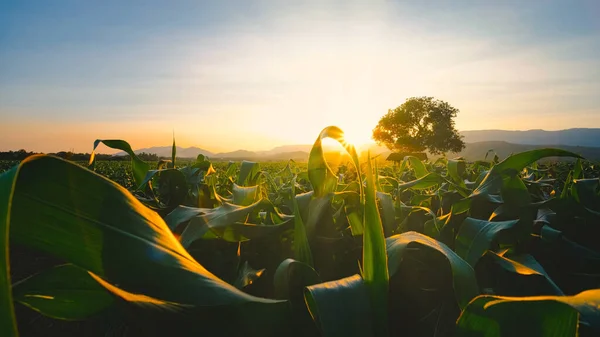 Maíz Cultivos Maíz Plantación Agrícola Por Noche Con Puesta Sol — Foto de Stock