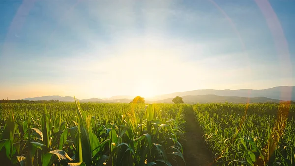 Maize Corn Crops Agricultural Plantation Evening Sunset Cereal Plant Animal — Zdjęcie stockowe