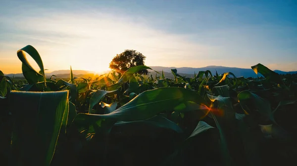 Maize Corn Crops Agricultural Plantation Evening Sunset Cereal Plant Animal — Photo