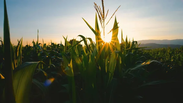 Maíz Cultivos Maíz Plantación Agrícola Por Noche Con Puesta Sol — Foto de Stock