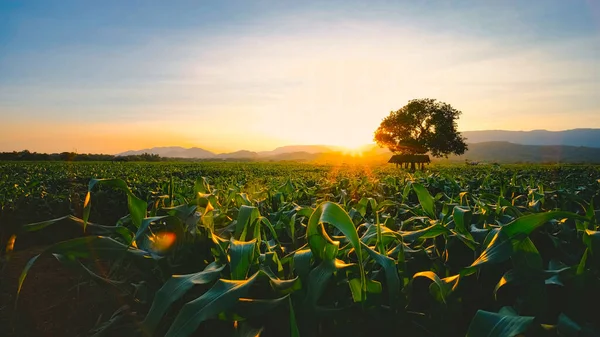 Кукурудзяні Культури Сільськогосподарських Плантаціях Увечері Заходом Сонця Зерновим Заводом Кормом — стокове фото