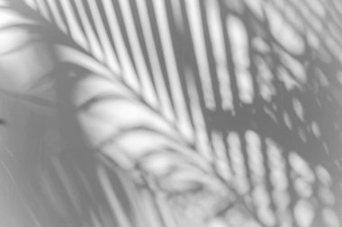 gölge palmiye yaprağı bulanıklığı beyaz duvar dokusu arka plan, yaz konsepti, beyaz ve siyah, doğadaki güzellik