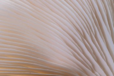 makro Sajor-caju mantar bitkileri. Fikir tasarımı desen konseptini kullanarak doğal ya da duvar kağıdı, doğada güzel, soyut doğa arkaplanı