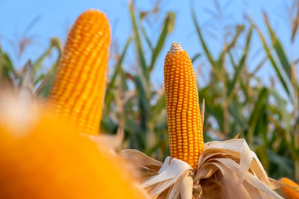 Yellow Ripe Corn Stalks Harvest Agricultural Cultivated Field Day — Stock Fotó