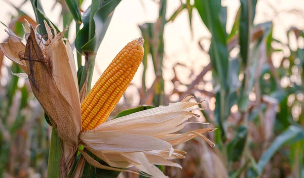 ripe corn on stalks for harvest in agricultural cultivated field