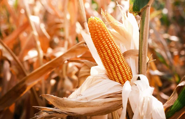Érett Kukorica Száron Történő Betakarítás Céljából Mezőgazdasági Művelésű Területen — Stock Fotó