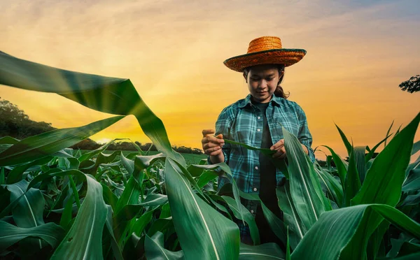 Ásia Jovem Agricultor Campo Milho Verde Verificar Qualidade Planta Noite — Fotografia de Stock