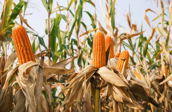 ripe corn on stalks for harvest in agricultural cultivated field