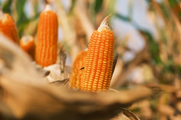 Érett Kukorica Száron Történő Betakarítás Céljából Mezőgazdasági Művelésű Területen — Stock Fotó