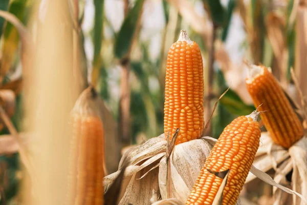 Спелые Кукурузы Стеблях Сбора Урожая Сельскохозяйственных Культурах — стоковое фото