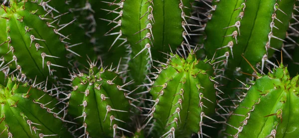 Dikenli Yeşil Makro Kaktüs Arka Planı Doğası Güzel — Stok fotoğraf