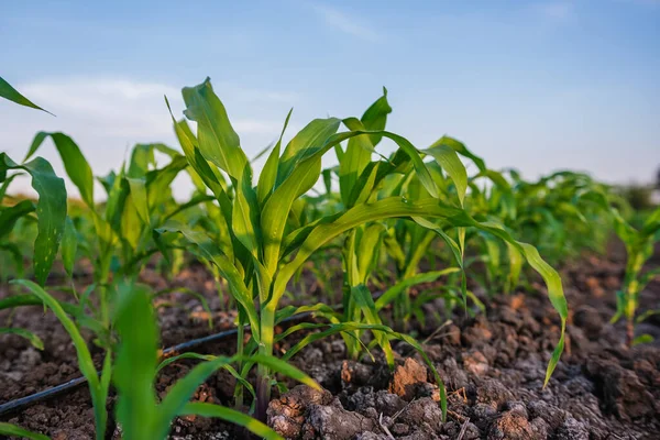 Молодая Зеленая Кукуруза Кукуруза Сельскохозяйственном Кукурузном Поле Мочит Росой Утрам — стоковое фото