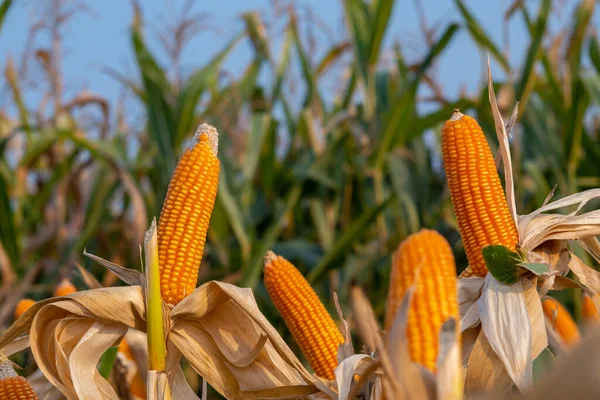 Yellow Ripe Corn Stalks Harvest Agricultural Cultivated Field Day — Stockfoto