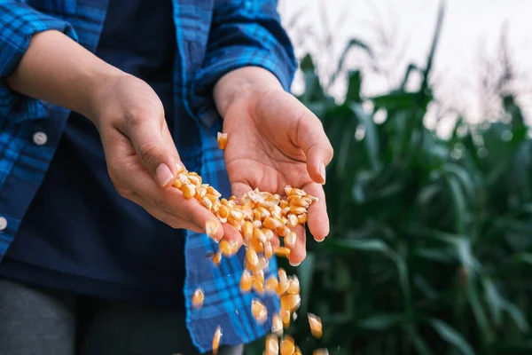 Желтое Спелое Зерно Кукурузы Руках Женщины Фермера Заливает Плантационного Фермерского — стоковое фото