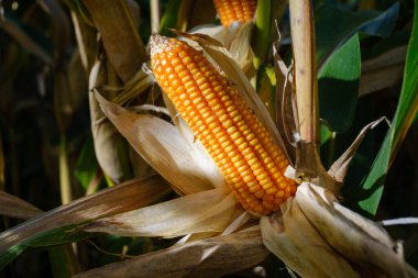 Tarım tarlalarında hasat için taze mısır.
