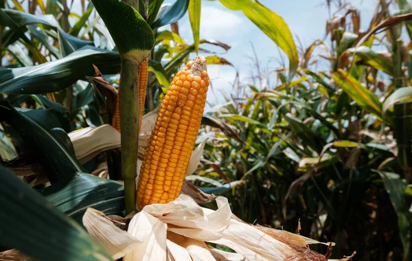ripe corn on stalks for harvest in agricultural cultivated field