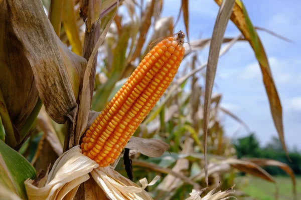 ripe corn on stalks for harvest in agricultural cultivated field