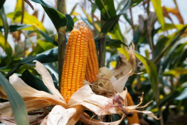 ripe corn on stalks for harvest in agricultural cultivated field