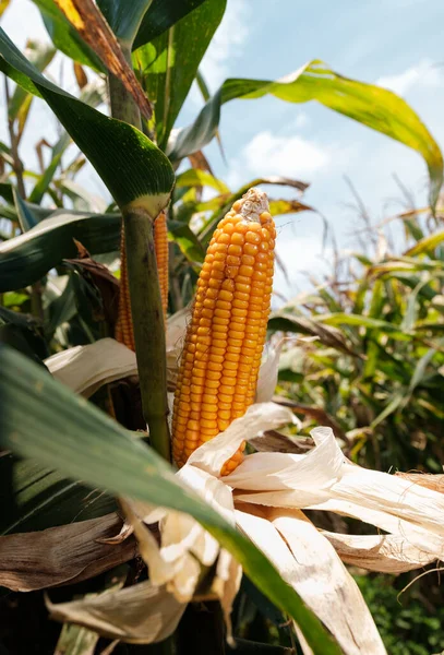 ripe corn on stalks for harvest in agricultural cultivated field