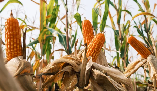 ripe corn on stalks for harvest in agricultural cultivated field