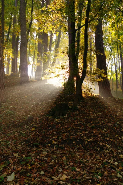 Autumn in forest — Stock Photo, Image