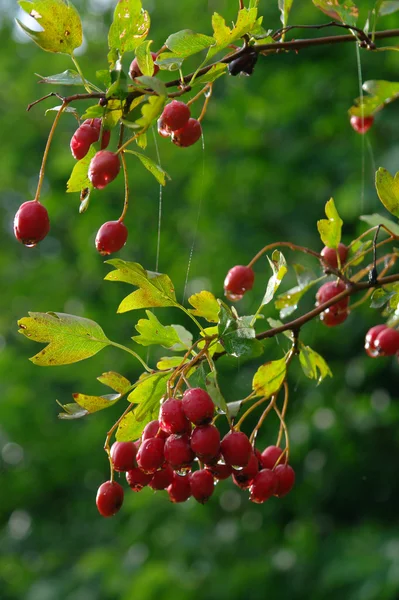 Aubépine sur branche — Photo