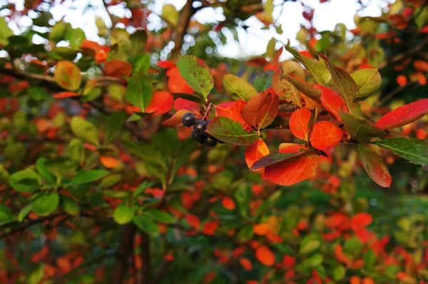 Осенняя флора — стоковое фото