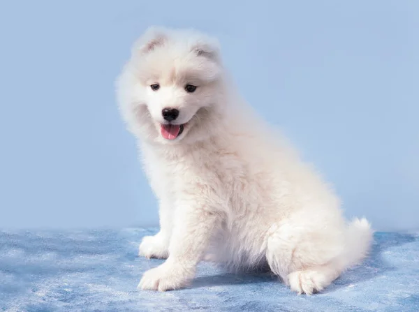 青い背景にサモイドの種の雪の白い喜びの子犬 — ストック写真