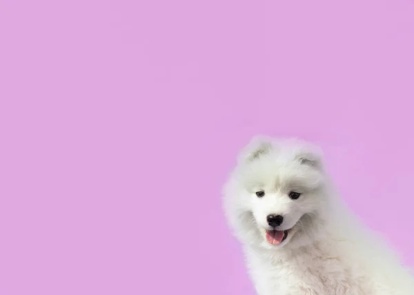 Retrato Cachorro Samoyed Fundo Rosa — Fotografia de Stock