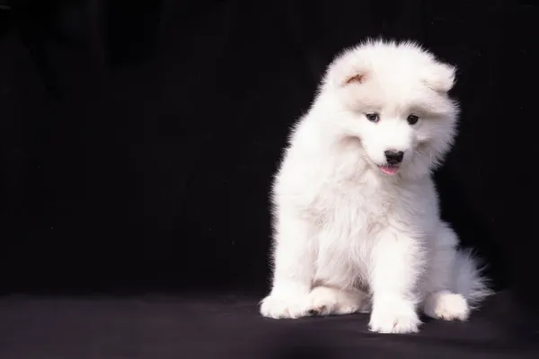 Porträtt Blyg Samoyed Valp Svart Bakgrund — Stockfoto