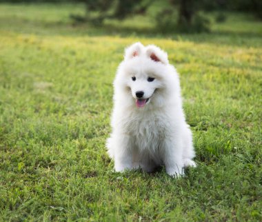 Küçük şirin bir Samoyed köpeği çimlerin üzerinde oturuyor..