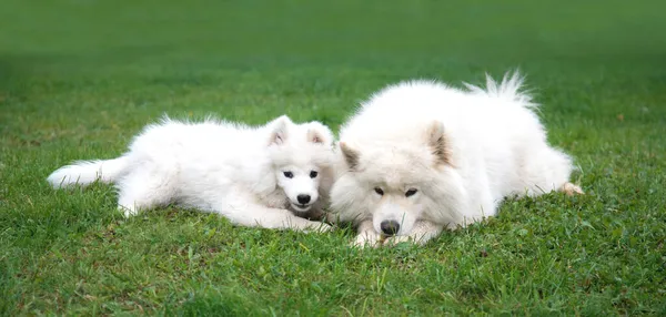 Dos perros blancos esponjosos de la raza Samoyed - un adulto y un cachorro están acostados en la hierba verde. —  Fotos de Stock