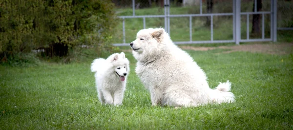 萨摩亚品种的一只成年狗坐在草坪上，旁边是一只萨摩亚小狗。不同世代的狗. — 图库照片