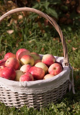 Çimlerin üzerinde elma toplayan bir sepetin yakın çekimi..