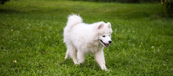 Un cachorro blanco esponjoso de la raza Samoyed corre sobre la hierba en verano. —  Fotos de Stock