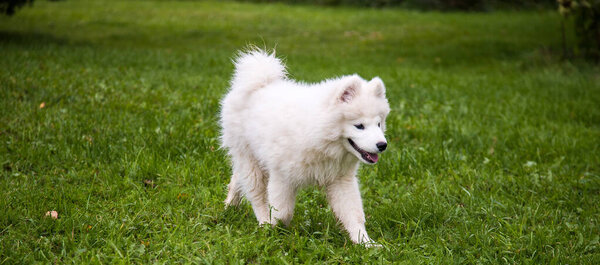 A white fluffy puppy of the Samoyed breed runs on the grass in summer. Home pet