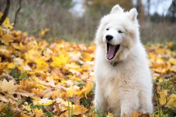 Sevimli Samoyed yavrusu sonbahar yapraklarının arka planında esniyor..