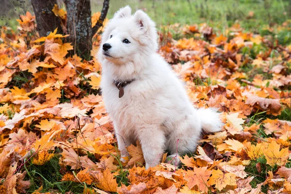 El cachorro Samoyed mira cuestionablemente al propietario sobre el fondo de las hojas de otoño. — Foto de Stock