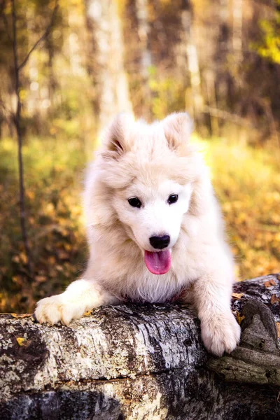 Retrato de un cachorro samoyedo trepando a un árbol. —  Fotos de Stock