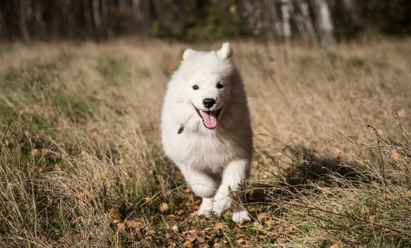 A fluffy samoyed puppy joyfully runs to the owner through the autumn forest. — Stock Photo, Image