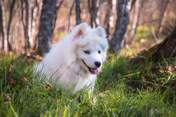 Retrato de un cachorro samoyedo trepando a la hierba. Imágenes de stock libres de derechos