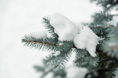 Dışarıda, karda, yeşil bir Noel ağacının dalları. Donmuş köknar ağacı dalı