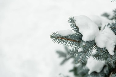Dışarıda, karda, yeşil bir Noel ağacının dalları. Donmuş köknar ağacı dalı