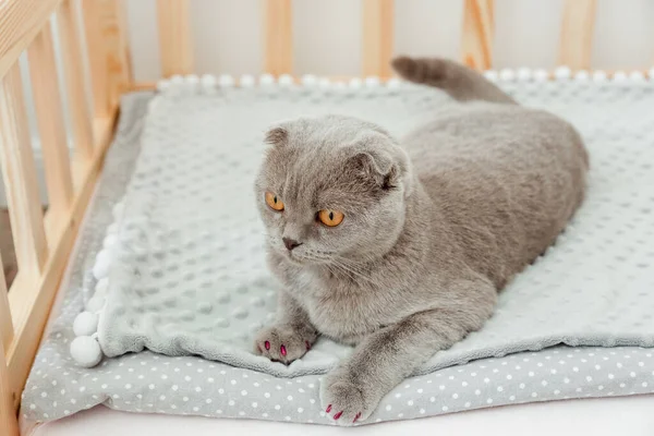 Grazioso Gatto Pieghevole Scozzese Grigio Con Tappi Silicone Rosa Sugli — Foto Stock