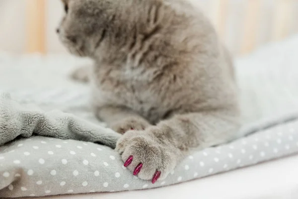 Χαριτωμένο Γκρι Scottish Φορές Γάτα Ροζ Καλύμματα Σιλικόνης Στα Νύχια — Φωτογραφία Αρχείου