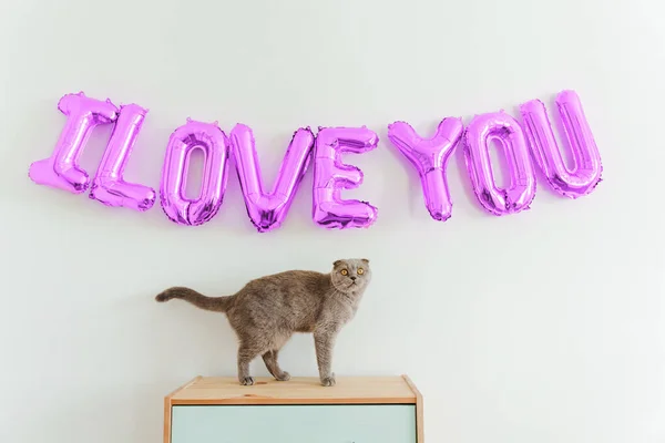 Inscription Love You Balloons White Wall Cute Cat Sitting Commode — Photo