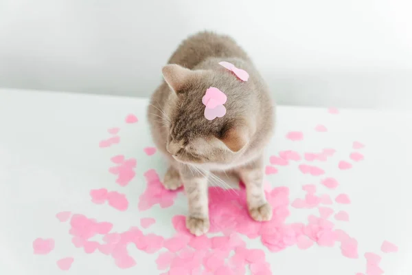 Söt Grå Skotsk Katt Rosa Konfetti Alla Hjärtans Dag Och — Stockfoto
